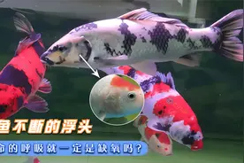 观赏鱼不断浮头、拼命的呼吸就一定是缺氧吗？视频封面