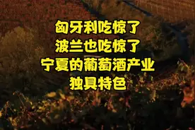 匈牙利吃惊了，波兰也吃惊了，宁夏的葡萄酒产业，独具特色！视频封面