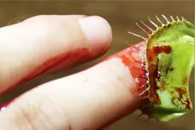 手指放入捕蝇草24小时会怎么样？取下的那一瞬，“意外”发生！视频封面