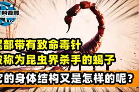 尾部带有致命毒针，被称为昆虫杀手的蝎子，它的身体结构是怎样的视频封面