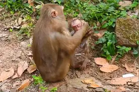 利比变得疯狂和喜怒无常，看看利奥就知道