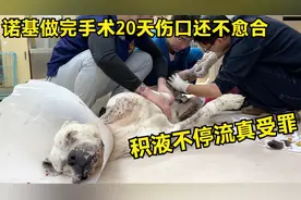 诺基做完手术20天伤口还不愈合，积液不停流真受罪，看着真心疼视频封面