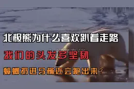 北极熊为什么喜欢趴着走路，蟑螂扔进马桶还会跑出来？视频封面