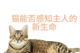 孕期中的秘密：猫咪能否感知到宝宝的到来？