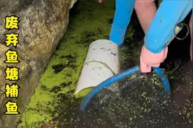 荒野捕鱼：小哥在倒闭景区的池塘中抓捕到一大群顶级观赏鱼!视频封面