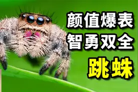 跳蛛：世界上最萌蜘蛛，却号称猛虎，众多黑科技加持，人气宠物！视频封面