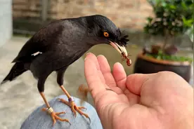 下大雨好多大水蚁飞出来，跟八哥鸟冒雨捉大水蚁视频封面