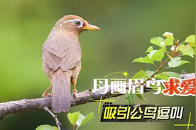 母画眉鸟求爱叫声，好听又实用！视频封面