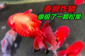 养在缸里的泰狮金鱼，无缘无故全身炸鳞，看起来像松果