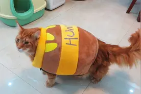 咱就说！猫和猫之间的差距怎么会那么大？