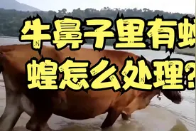 牛鼻子里有蚂蝗怎么处理？视频封面