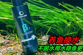 养鱼千万别直接用自来水，最好是经过晾晒，或者除氯后再使用视频封面