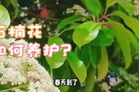 教你如何养护石楠花视频封面