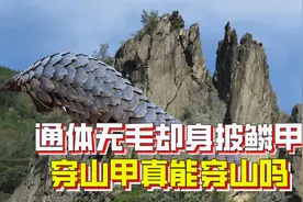 通体无毛，却身披鳞甲，穿山甲真的能穿山吗？视频封面