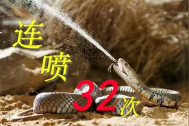 眼镜蛇中的绝活哥，能连续喷毒32次！