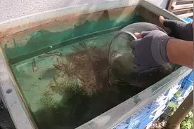 两个月前在小水渠捞到10颗鱼卵，孵化出4条小鱼，没想到这么好看视频封面