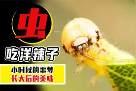 洋辣子还能吃？许多人童年的噩梦，现在200一斤供不应求