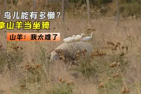 3只鸟儿“搭便车”，直接骑在山羊的背上，网友：太会偷懒了视频封面