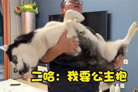 狗狗非要主人公主抱着它才肯睡，主人：傻狗你认错人了我不是你爹