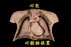 带您了解心脏的位置与心包视频封面