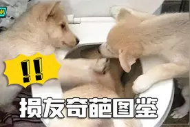 损友奇葩行为图鉴，你们这样身边还有朋友吗？视频封面
