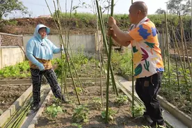 今天收拾家里的小菜园，给四季豆搭上架子，中午幺舅做个红烧肉吃视频封面