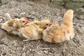 小鸡天生喜欢洗泥沙浴，集体在地上挖呀挖，一起洗沙浴视频封面