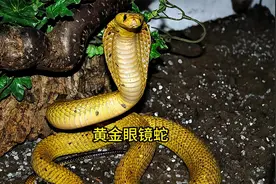 世界上最致命的蛇 #动物世界解说#神奇大自然纪录片#危险动物视频封面