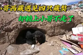 西藏巧遇4只小藏獒，饥饿的它们靠吃土充饥，一只竟赖上小哥不走视频封面