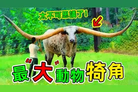 世界最大的动物犄角：原来动物的角可以这么大，连专家都无法解释视频封面