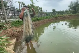 门前池塘里小白条泛滥成灾了，捕一网上来，裹上面粉油炸太香了视频封面