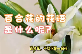 百合花的花语和寓意视频封面