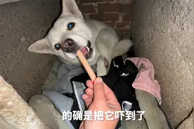 找不到狗子的时候用这个一招召回它视频封面