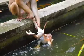 利比妈妈多次推它的孩子小利奥掉进泳池