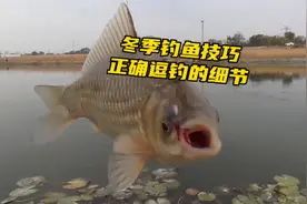 野钓技巧，不是逗钓没用，是大部分人不会，正确逗钓细节全面分享