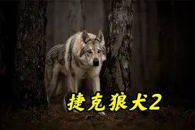 捷克狼犬，犬界最帅的存在