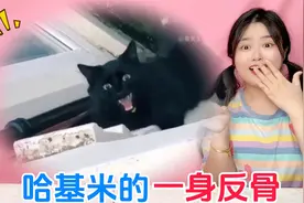 一身反骨的哈基米！猫和人对着吐口水，谁家猫爬水管上楼揍主人？