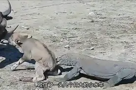 科莫多巨蜥“活吃”小水牛，牛妈妈却无动于衷，急死人了视频封面