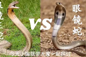 眼镜王蛇 VS 眼镜蛇｜眼镜王蛇｜眼镜蛇｜动物世界