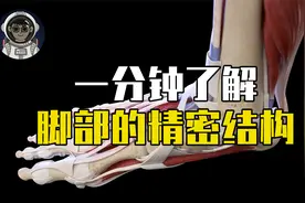 人体的奥秘：一分钟了解人类脚部的精密结构视频封面