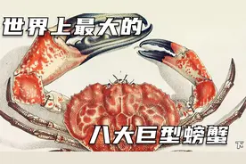 盘点世界上体型最大的螃蟹，他们的威力超乎你的想象！视频封面