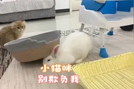 小猫咪，不要看我兔兔这么可爱就好欺负，可爱的兔子与猫宝宝生活视频封面