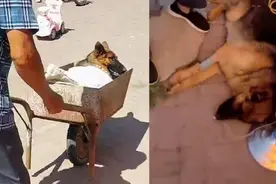 65岁老人用推车推2公里送狗就医，兽医：狗是老人儿子送的，很感动图片