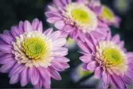 事业上杨帆起航，一帆风顺，步步高升，水涨船高，工作上顺顺利利图片