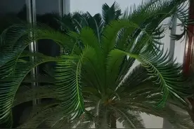 铁树开花的意思图片