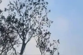 猪的回眸，一眼万年图片