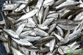 白条鱼是什么鱼？白条鱼价格多少钱一斤？图片