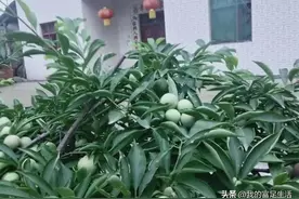 农村老家的房子，千万不要卖掉了图片