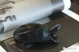 有人劝你不要养墨龟，理由荒唐至极？就问你还敢不敢养图片