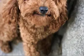 泰迪有这几个表现，说明“恨你到心底”了，别不知道图片